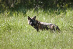 Vulpes vulpes deletrix