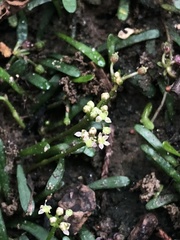 Lilaeopsis chinensis