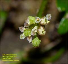Lilaeopsis chinensis