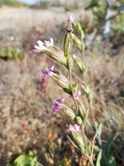 Silene scouleri
