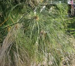 Cyperus giganteus
