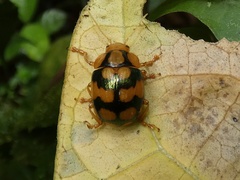Platyphora mirabilis
