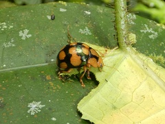 Platyphora mirabilis