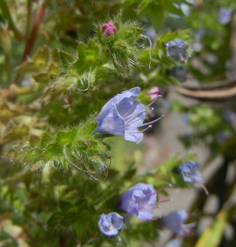 Echium pininana