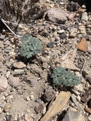 Cymopterus globosus