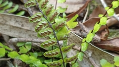 Asplenium azoricum
