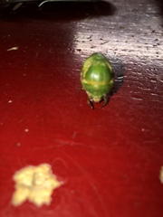 Okanagana viridis