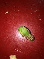 Okanagana viridis