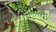 Asplenium azoricum