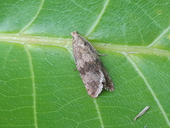 Celypha striana
