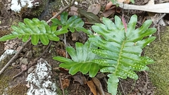 Polypodium macaronesicum azoricum