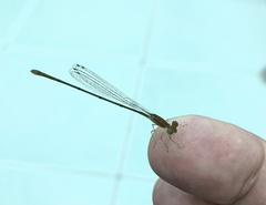 Ischnura fluviatilis