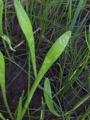 Lilaeopsis carolinensis