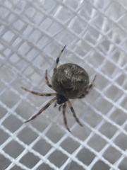 Dipoena melanogaster