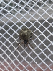 Dipoena melanogaster