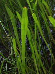 Lilaeopsis carolinensis