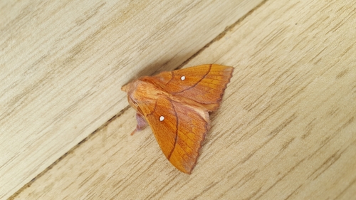 Odonestis pruni