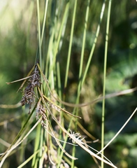 Cyperus giganteus