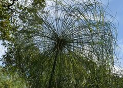 Cyperus giganteus