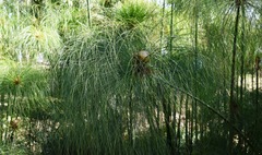 Cyperus giganteus