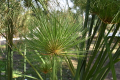 Cyperus giganteus