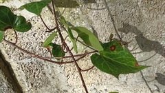 Hedera azorica