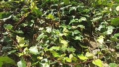 Hedera azorica