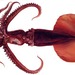 Whiplash Squids - Photo anonymous, no known copyright restrictions (public domain)