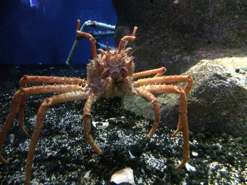 Japanese deepwater carrier crab