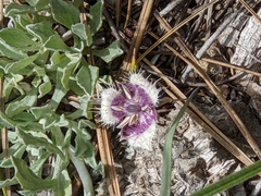 Calochortus elegans nanus