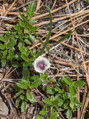 Calochortus elegans nanus