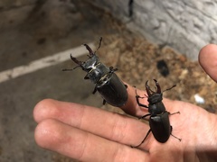 Lucanus cervus cervus