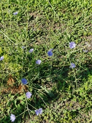 Cichorium intybus