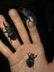 Lucanus cervus cervus