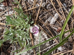 Calochortus elegans nanus