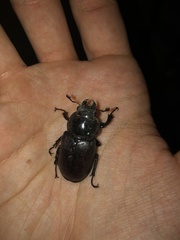 Lucanus cervus cervus