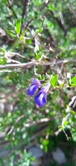 Salvia thymoides