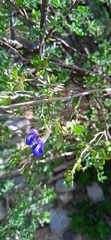 Salvia thymoides