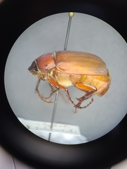 Phyllophaga submucida