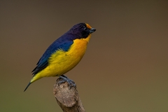 Euphonia violacea