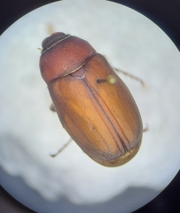 Phyllophaga submucida