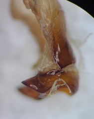 Phyllophaga submucida