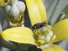 Desmometopa m-nigrum