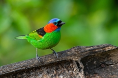 Tangara cyanocephala