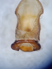 Phyllophaga submucida
