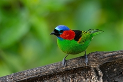 Tangara cyanocephala