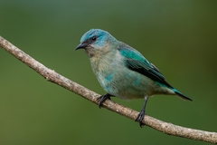 Dacnis nigripes