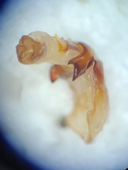 Phyllophaga submucida