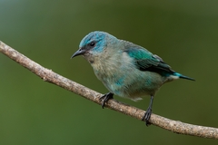 Dacnis nigripes