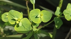 Euphorbia azorica